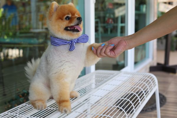West Palm Beach Pets