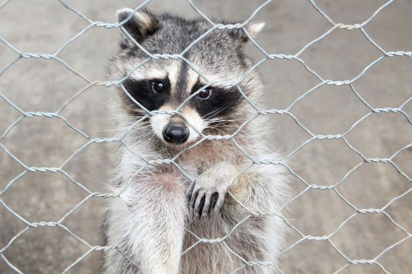 West Palm Beach Wildlife Removal